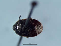 Sehirus cinctus cinctus