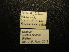 Sehirus cinctus cinctus