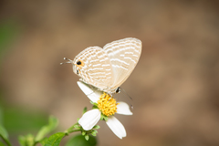 Jamides alecto dromicus