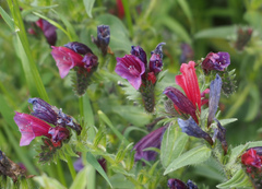 Echium creticum
