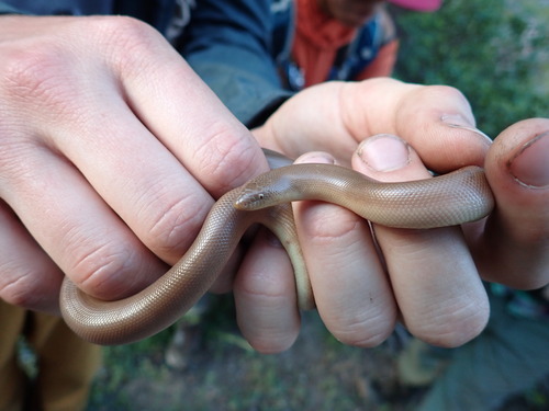 iNaturalist observation photo of Northern Rubber Boa