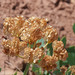 Uinta Basin Springparsley - Photo (c) Andrey Zharkikh, some rights reserved (CC BY)