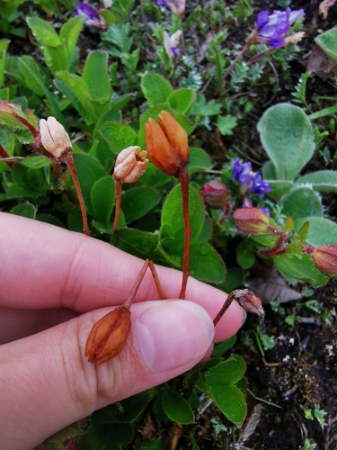 Image of Rhododendron camtschaticum by (c) Валерия Ковалева, some rights reserved (CC BY)