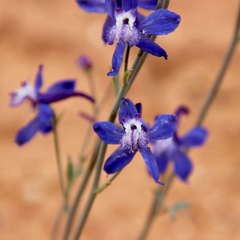 Delphinium scaposum