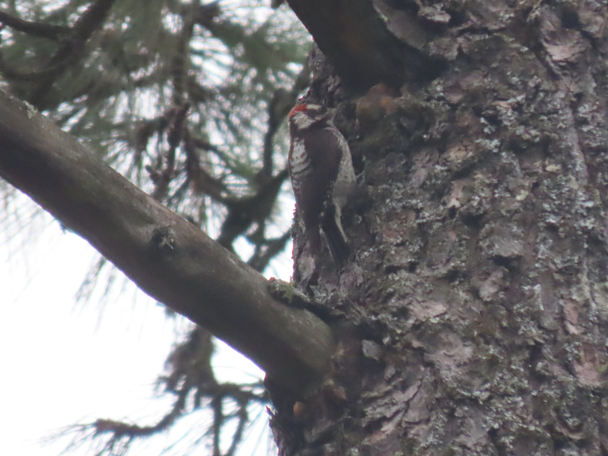 Strickland's Woodpecker (Leuconotopicus stricklandi), photo 7