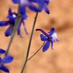 Delphinium scaposum