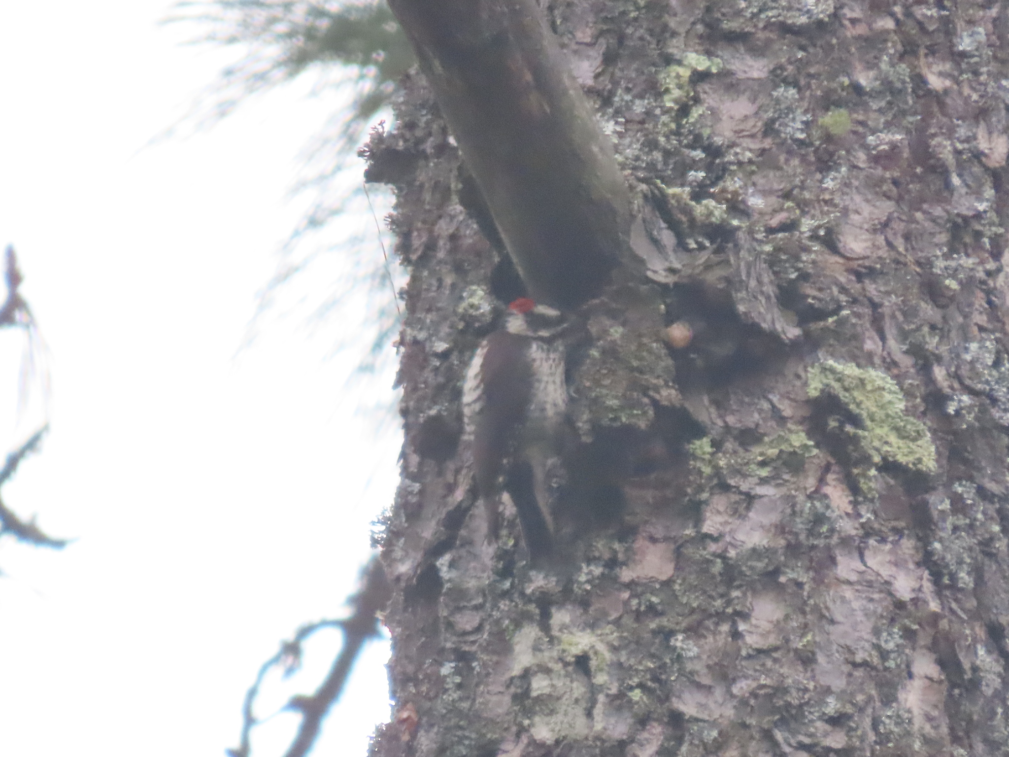 Strickland's Woodpecker (Leuconotopicus stricklandi), photo 8