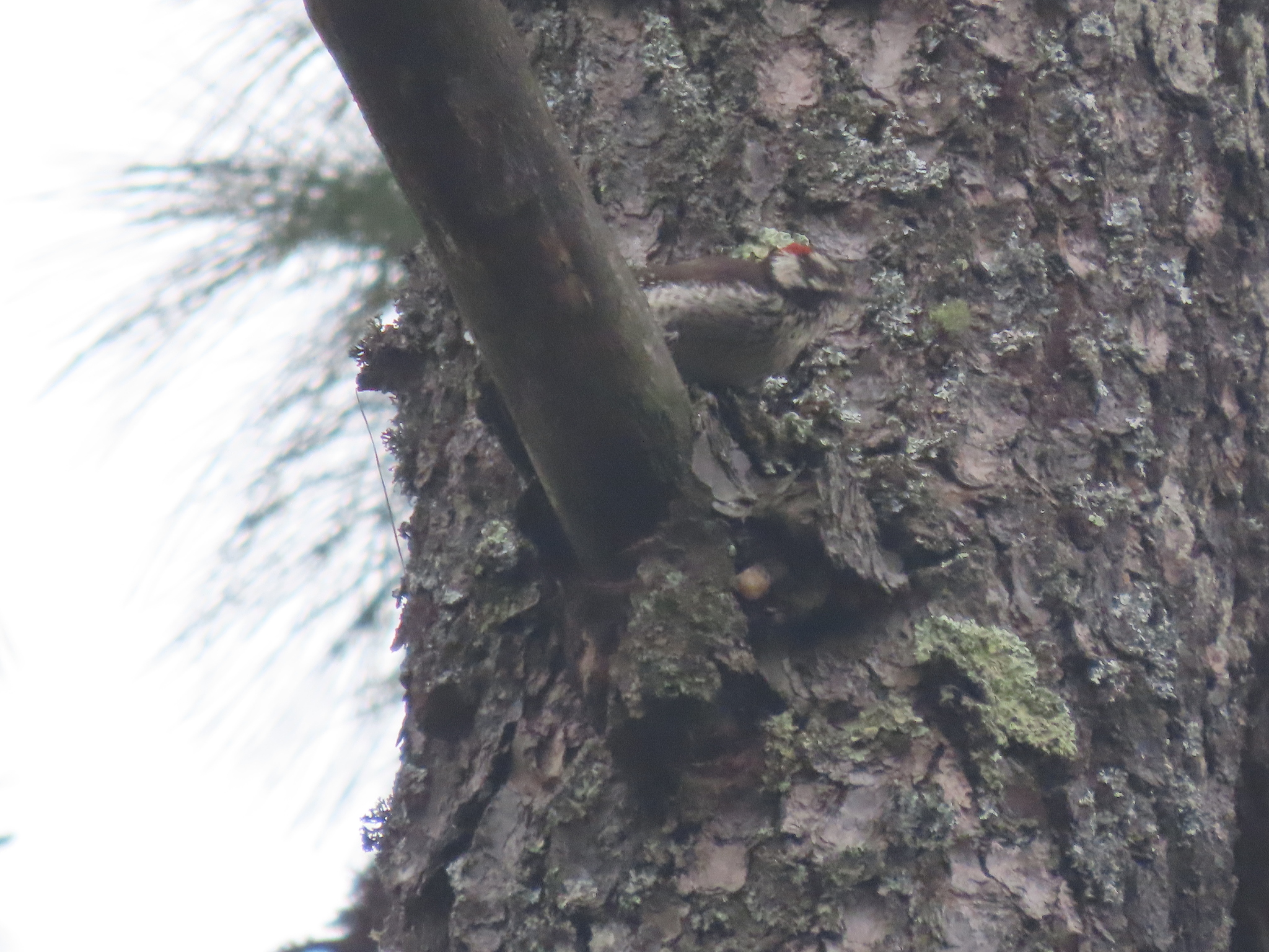 Strickland's Woodpecker (Leuconotopicus stricklandi), photo 9