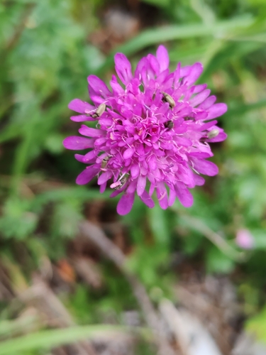 Knautia illyrica (Knautia illyrica)