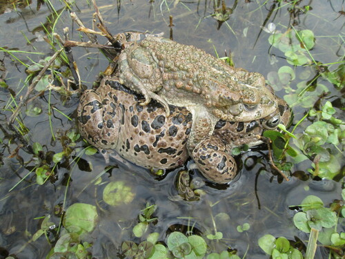 Green Toad