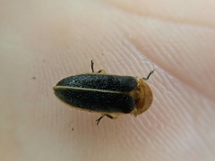Aquatica ficta
