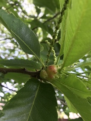 Dryocosmus kuriphilus