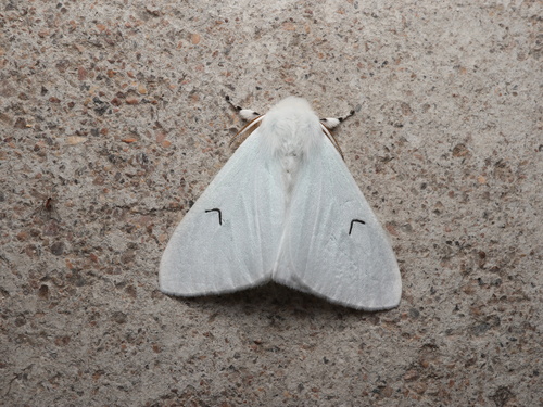 Black V Moth