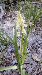 Toxicoscordion paniculatum