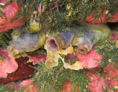 Asterocarpa coerulea