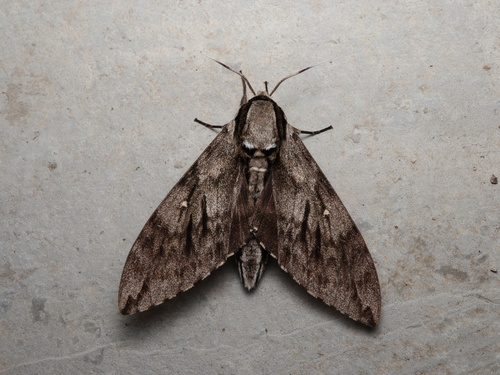 Kentrochrysalis sieversi