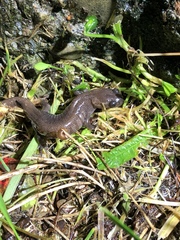 Hynobius arisanensis