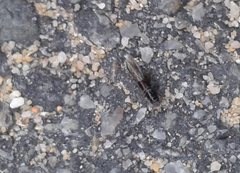 Osoriinae