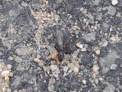 Osoriinae