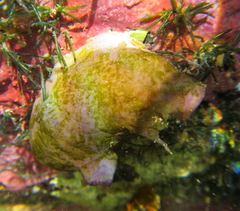 Asterocarpa coerulea