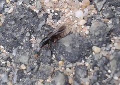 Osoriinae