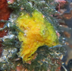 Asterocarpa coerulea