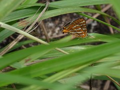 Cigaritis vulcanus vulcanus