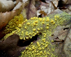 Physarum polycephalum