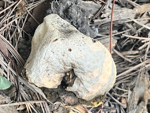 iNaturalist observation photo of Sculptured Puffball