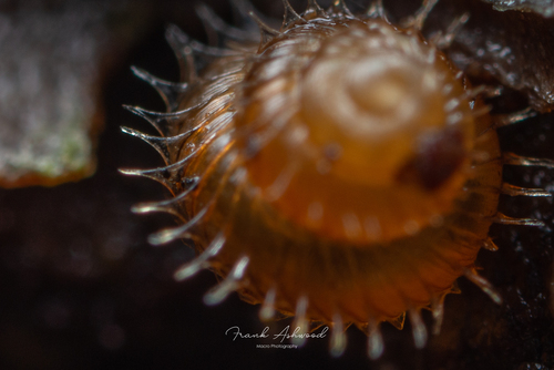 Prickly Snail