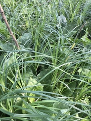 Carex lacustris