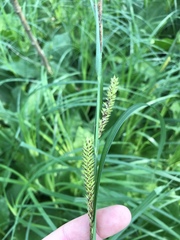 Carex lacustris