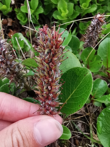 Image of Salix chamissonis by (c) Валерия Ковалева, some rights reserved (CC BY)