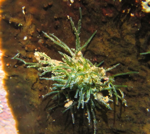 Pedobesia clavaeformis observed 2016-06-17
