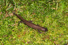 Hynobius arisanensis