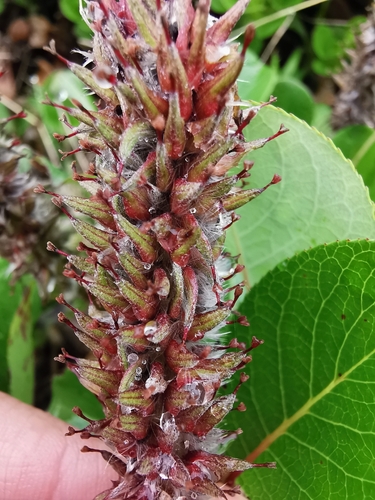 Image of Salix chamissonis by (c) Валерия Ковалева, some rights reserved (CC BY)