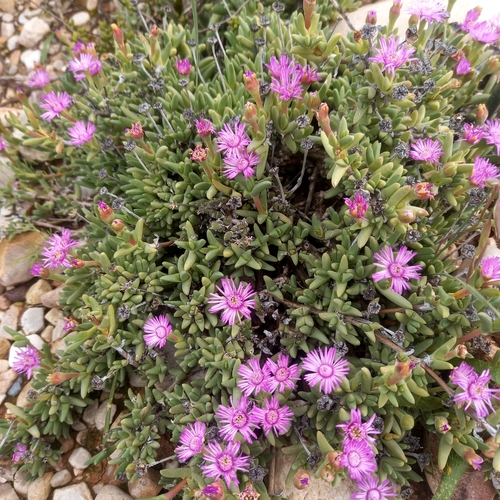 Antimima piscodora