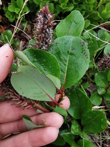 Image of Salix chamissonis by (c) Валерия Ковалева, some rights reserved (CC BY)