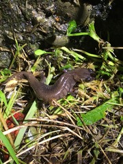 Hynobius arisanensis