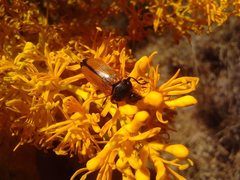 Castiarina rufipennis