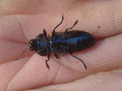 Castiarina rufipennis
