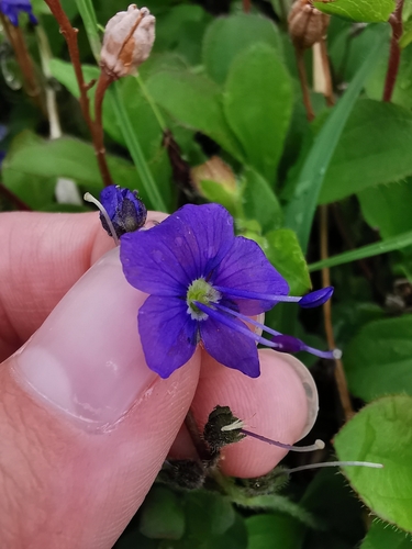Image of Veronica grandiflora by (c) Валерия Ковалева, some rights reserved (CC BY)