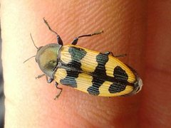Castiarina placida