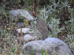 Long-Billed Bush-Warbler photo 4
