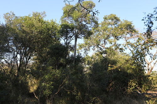 White-Stem Guarri (Euclea daphnoides)
