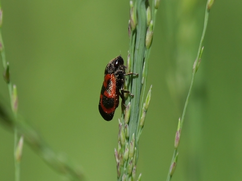 Roodzwarte dennencicade, 6075 Herkenbosch, Niederlande, photo 7 of 10
