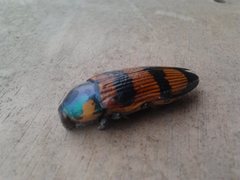 Temognatha conspicillata