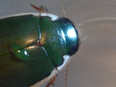 Onychohydrus scutellaris