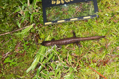 Hynobius arisanensis