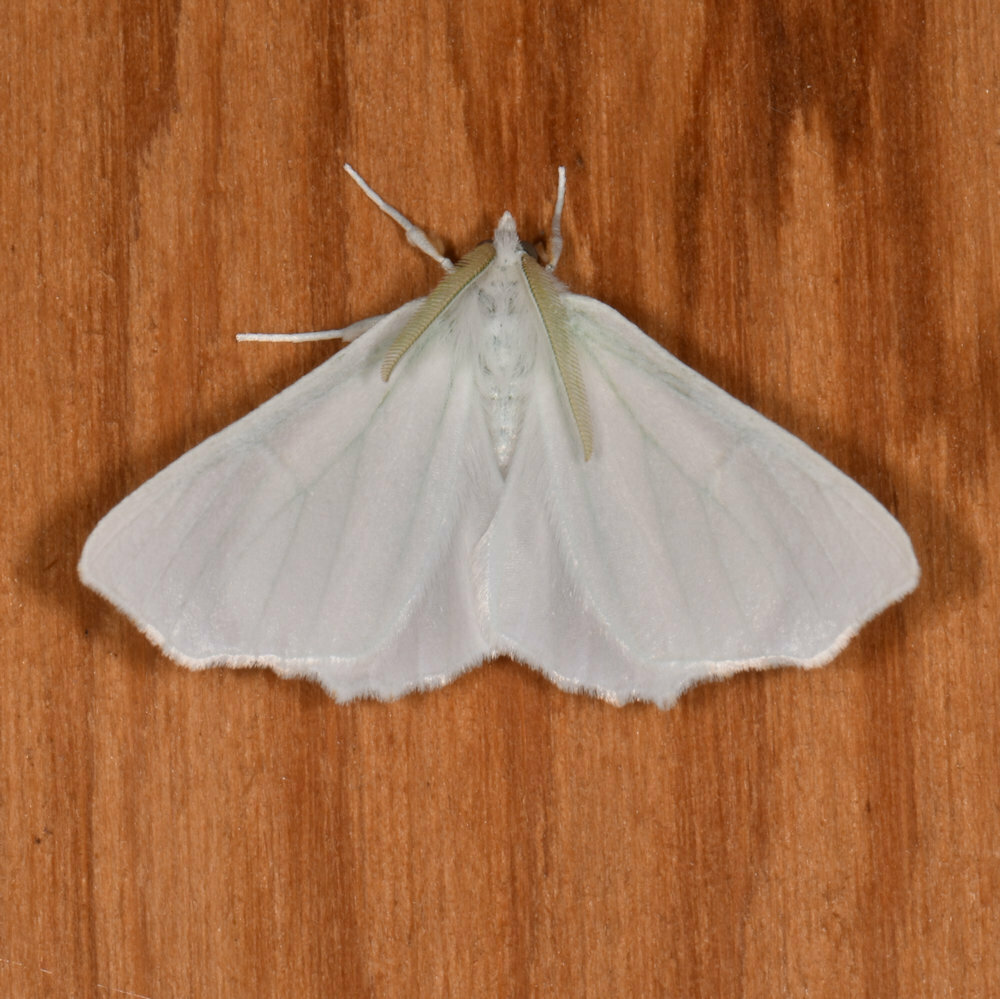 Elm Spanworm Moth